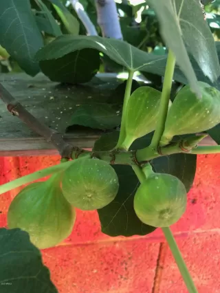 Photo #5: 6085311 Listing