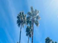 Browse active condo listings in LA JOLLA COVE